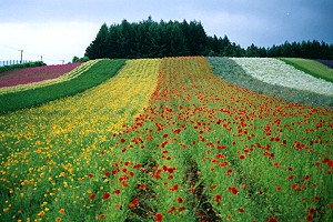 富田農場的彩色地毯